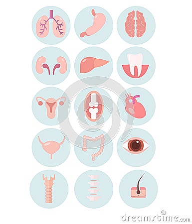 Icons of human organs .Flat style . Vector illustration Cartoon Illustration