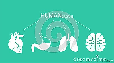 Icons of Human Organs. Heart, Lungs, Stomach, Brains Vector Illustration