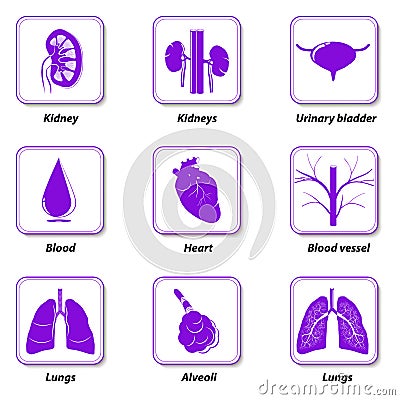 Icons internal human organs for infographic Vector Illustration