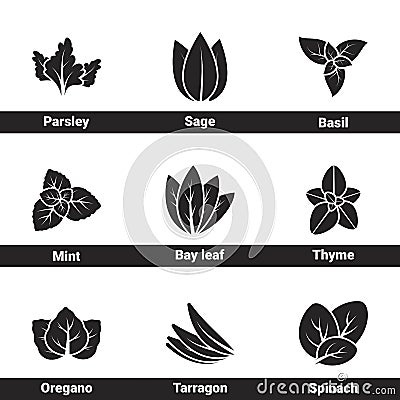 Simple vector icons. Flat illustration on a theme Spices And Herbs Vector Illustration