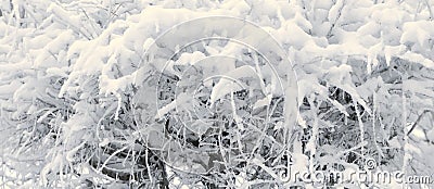 Icy branches bushes winter panorama Stock Photo