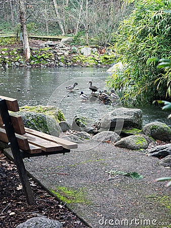 Icy duck pond in winter Stock Photo