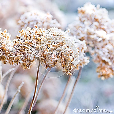 The icy flowers of the winter Stock Photo