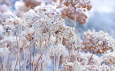 The icy flowers of the winter Stock Photo