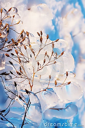 Icy glistening grass in a winter glade. Stock Photo