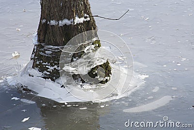 Icy hemlock tree trunk Stock Photo