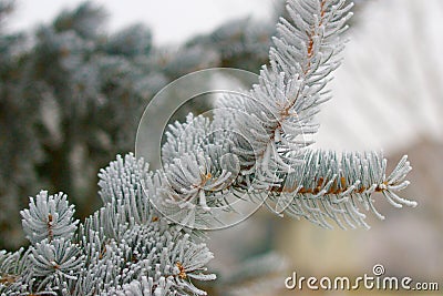 Icy pine bough Stock Photo