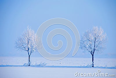 Icy tree Stock Photo