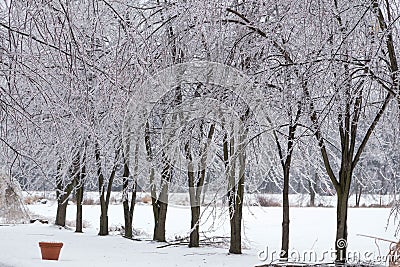 Icy tree braches Stock Photo