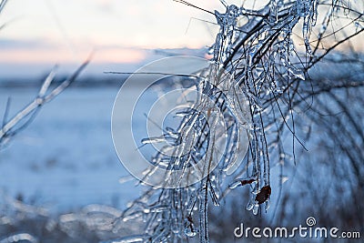 Icy tree braches Stock Photo