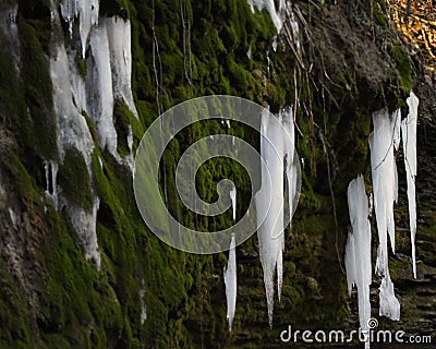 Icycles hanging from a moss cliff Stock Photo