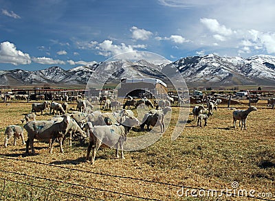 Idaho Sheep Ranch in a cold wintery scene. Stock Photo
