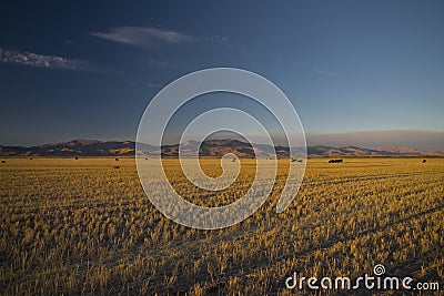 Idaho Wheat Fields Stock Photo