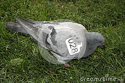 Identificated pigeon Stock Photo