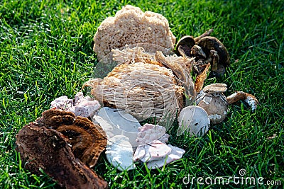 .identification of medicinal mushrooms, fungotherapy in our days Stock Photo