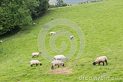 Idillic landscape with sheep, lambs, ram Stock Photo