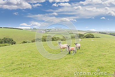 Idillic landscape sheep, lambs, ram on green grass Stock Photo