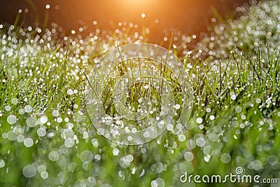 Idylic summer morning in garden Stock Photo