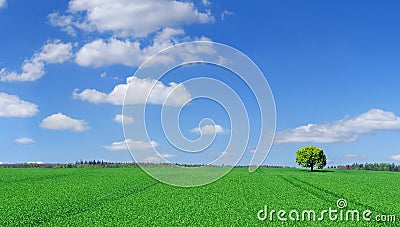 Idyll, panoramic landscape, lonely tree among green fields Stock Photo