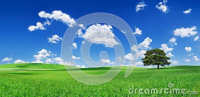 Idyll, lonely tree among green fields Stock Photo