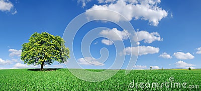 Idyll, panoramic landscape, lonely tree among green fields Stock Photo