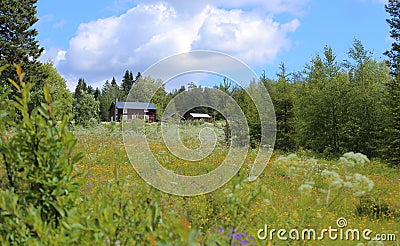Idyllic blossoming meadow with several farm buildings in Vaesterbotten in Sweden Stock Photo