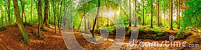 Idyllic forest in Germany Stock Photo