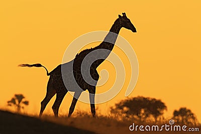 Idyllic giraffe silhouette with evening orange sunset, Botswana, Africa Stock Photo