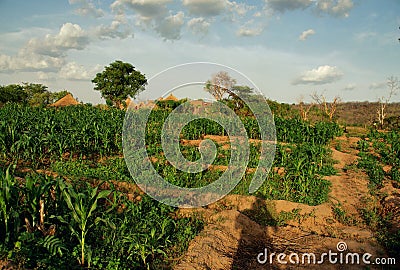 Idyllic green fields of an organic farm in the dry north of Ghana, 2018 Stock Photo