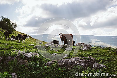 Idyllic landscape in alpine mountains with cows grazing in fresh green meadows Stock Photo