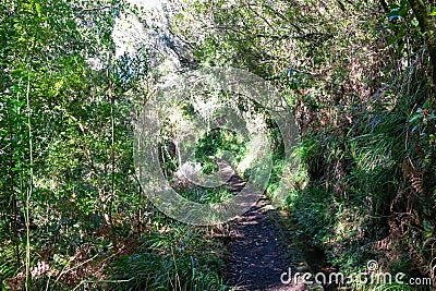Idyllic Levada walk in ancient subtropical Laurissilva forest of Fanal, Madeira island, Portugal, Europe. Water irrigation channel Stock Photo