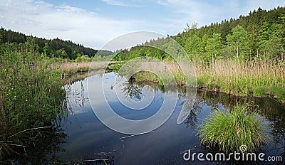 Idyllic nature reserve with moor lake Stock Photo