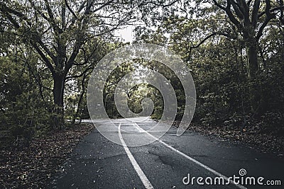 Idyllic peaceful view of a tree-lined road in a wooded area Stock Photo
