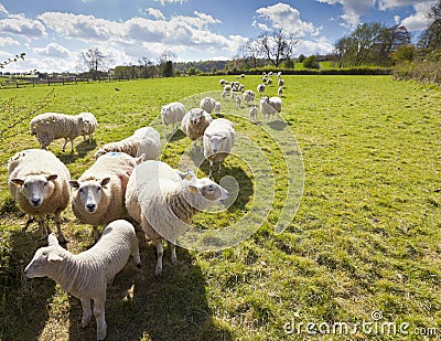 Idyllic rural farmland, Cotswolds UK Stock Photo