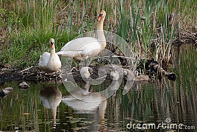 Idyllic scene of a family of swans on rocky of a lake Stock Photo