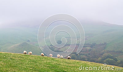 Sheep grazing in a grassy field in England Stock Photo