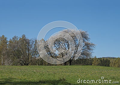 Idyllic spring landscape in Lusatian mountains, with big blooming apple tree, lush green grass meadow, fresh deciduous Stock Photo