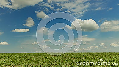 Idyllic summer field landscape clean nature scenic view picturesque horizon line with vivid blue sky in July clear weather day Stock Photo