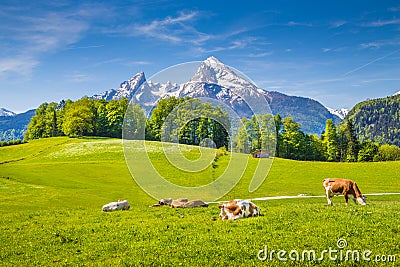 Idyllic summer landscape in the Alps with cows grazing on meadows Stock Photo