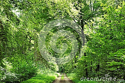 Idyllic trail winding through an enchanting green forest with lush vegetation. Stock Photo