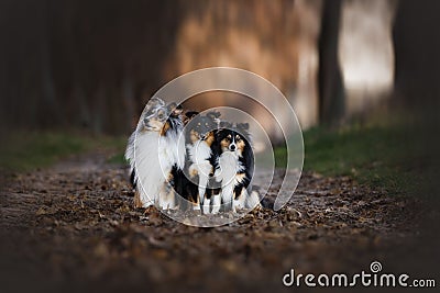 Idyllic view of three Shelties sitting together in a forest Stock Photo