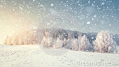 Idyllic winter landscape in snowfall. Christmas and New Year time. Snowflakes fall on snowy meadow with frosty trees Stock Photo