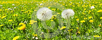 Ield with blooming dandelions and fluffy dandelions in the foreground Stock Photo