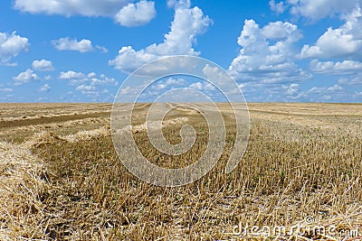 Ield after harvesting cereals in the summer, stubble against the blue sky and white clouds Stock Photo