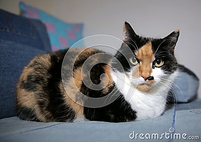 If this cat`s eyes could kill. Stock Photo