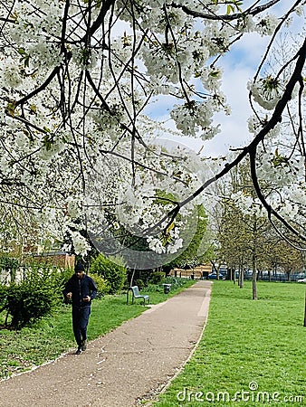 Cundy park in Newham London during spring time with people running and bloomy trees Editorial Stock Photo