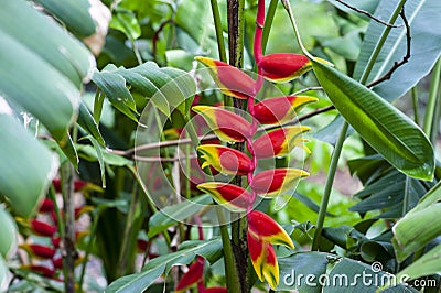 Rare Heliconia Rostrata Plant. Big bucks houseplant Stock Photo