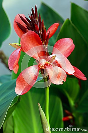 Ightly colored scarlet canna lily flowers Stock Photo