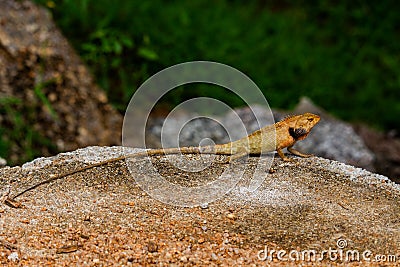 Iguana Jungle Thailand Stock Photo