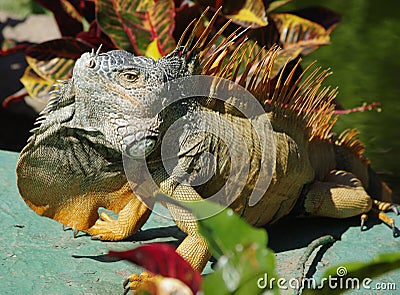 Iguana Stock Photo